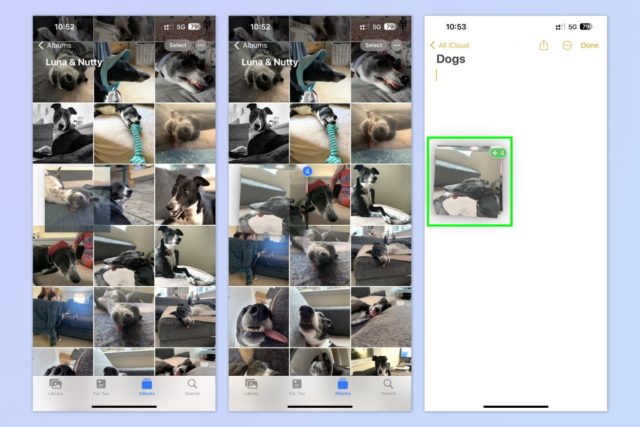 iPhoneislam.com से, एक कुत्ते और एक बिल्ली की तस्वीरें।
