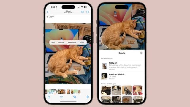 Da iPhoneIslam.com, due iPhone con le immagini di un gatto e un cane mostrano le nuove funzionalità dell'app Fotocamera e Foto in iOS 17.