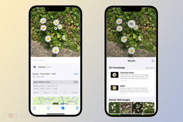 Dari iPhoneIslam.com, Deskripsi: Dua iPhone menampilkan gambar bunga yang berbeda menggunakan maksud pencarian visual.