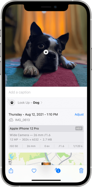 iPhoneIslam.com'da iPhone ekranının üzerinde "çekici ve görsel" bir özellik sergileyen bir köpek yatıyor.