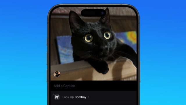 From iPhoneIslam.com, a smartphone showing an image of a black cat with wide eyes, placed on a cardboard box, with the Safari browser in iOS 18 open at the bottom.