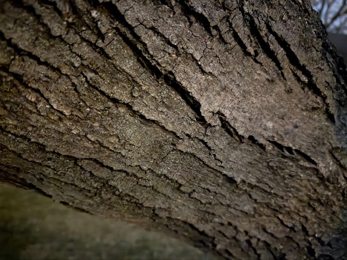 من موقع فون إسلام: منظر عن قرب لحاء الشجر الخشن والمزخرف مع تشققات وحواف مرئية، تم تصويره في الهواء الطلق في الضوء الطبيعي باستخدام الوضع الليلي Max لتحسين التفاصيل.