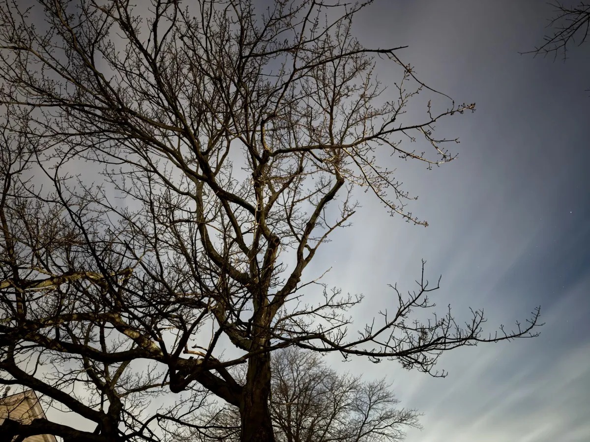 من موقع فون إسلام: شجرة بلا أوراق ذات أغصان عارية تقف أمام سماء ملبدة بالغيوم، معززة بالوضع الليلي Max، مما يوحي بأجواء الشتاء أو أواخر الخريف.