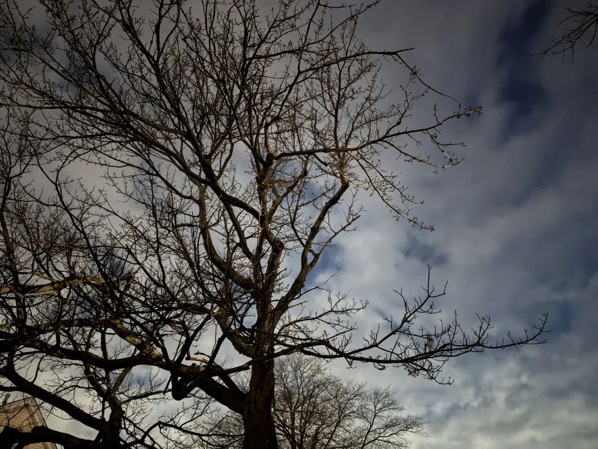 من موقع فون إسلام: شجرة بلا أوراق ذات أغصان كثيرة تقف أمام سماء ملبدة بالغيوم، تم التقاطها في الوضع الليلي في وضع Night Mode Max، مع وجود أشجار عارية إضافية في الخلفية.