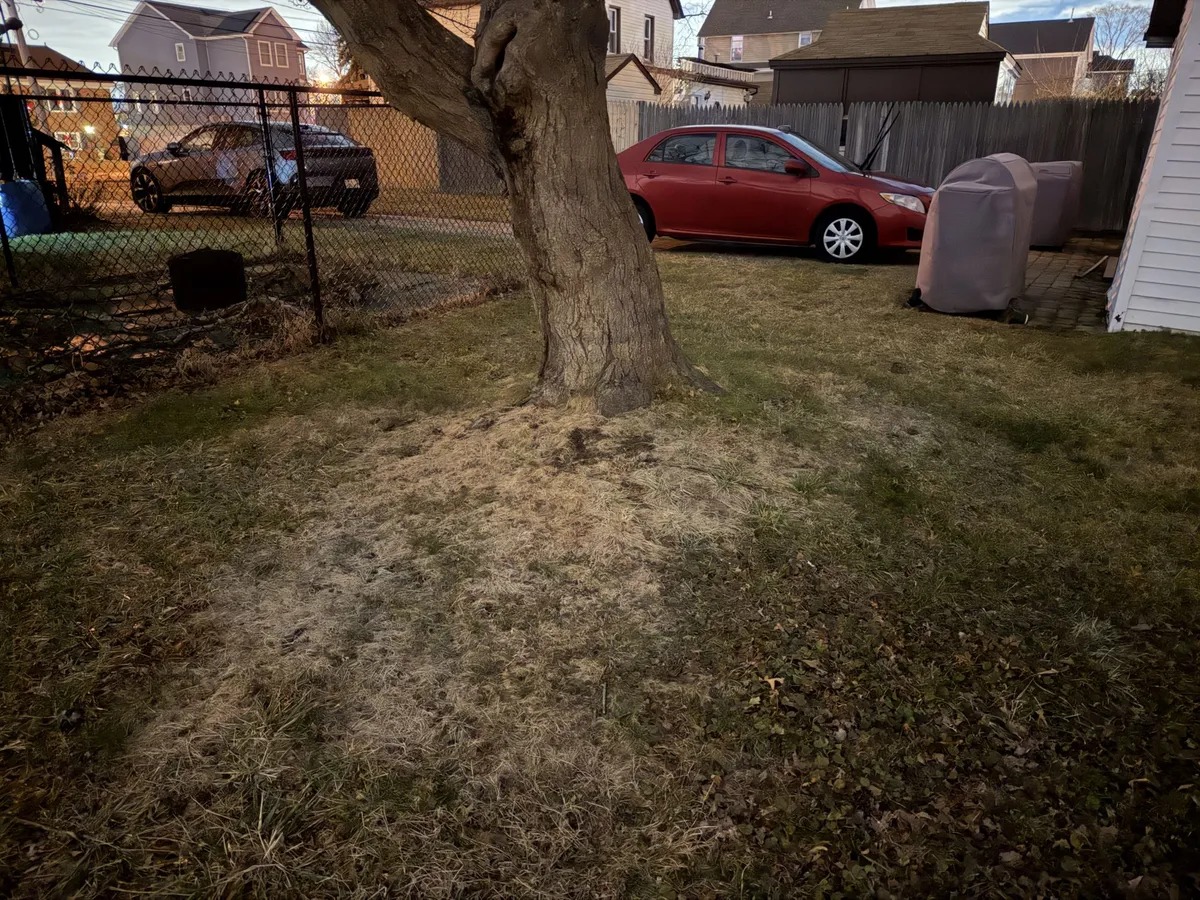 من موقع فون إسلام: تقف شجرة كبيرة في حديقة مرقعة ومتناثرة بجوار سياج، وتظهر في الخلفية سيارة حمراء وشوايات شواء، وقد تم التقاطها جميعاً باستخدام كاميرا كاميرا الآيفون في وضع خفي.