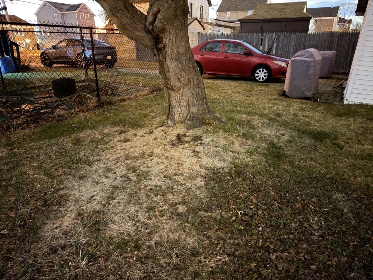 من موقع فون إسلام: شجرة كبيرة تقف في فناء خلفي مع رقعة من العشب الميت حول قاعدتها. وتظهر سيارتان متوقفتان وشواية في مكان قريب، وقد التقطت صور ليلية واضحة من كاميرا الآيفون إلى جانب سياج متصل بسلاسل ومنازل في الخلفية.