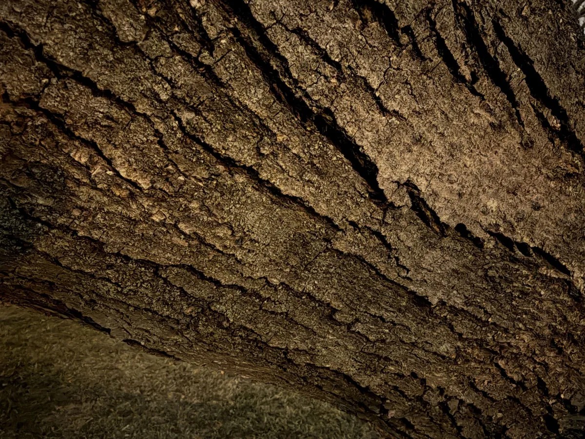 من موقع فون إسلام: منظر عن قرب لحاء الشجر الخشن والمزخرف مع شقوق عميقة تظهر بزاوية؛ ويظهر العشب غير الواضح في الخلفية، تم التقاطه في الوضع الليلي ماكس لتحسين التفاصيل والوضوح.