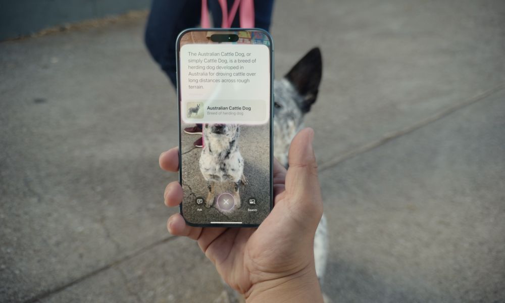 من موقع فون إسلام: يد تمسك بهاتف ذكي يعمل بنظام iOS 27، ويستخدم ميزة "الذكاء البصري" في iOS 27 للتعرف على الصور من أجل تحديد أن الكلب القريب هو من فصيلة "كلب الماشية الأسترالي"، وعرض تفاصيل السلالة على الشاشة.